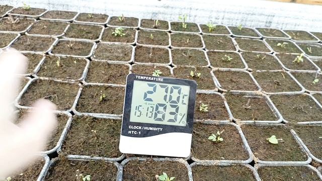 Страшное слово кильчеватор и деревянное черенкование