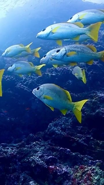 Подводный мир 🌍 Что может быть лучше его? Конечно же м смотреть онлайн