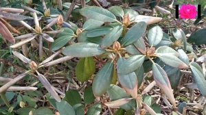 КАК ПОМОЧЬ РОДОДЕНДРОНАМ ПОСЛЕ ТРУДНОЙ ЗИМОВКИ?