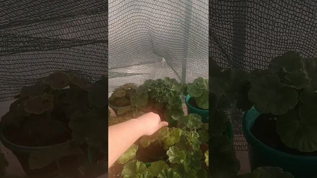 обзор пеларгоний смотреть онлайн