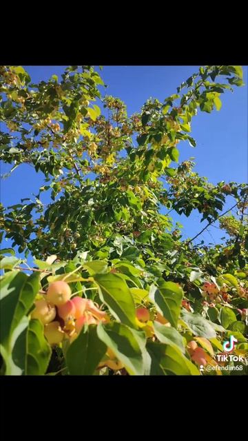 рыба моей мечты смотреть онлайн