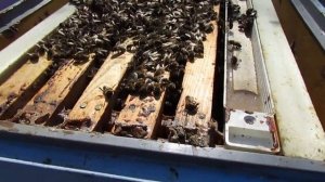 весна на пасеке - работа с пчелами в 10 рамочных ульях, после зимовки, 30.03.2024