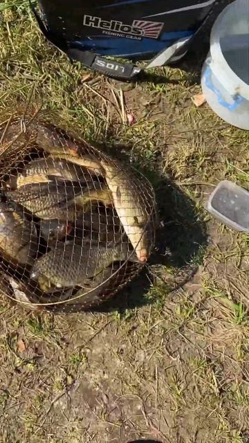 #рыбалка #fishing #рекомендации #carpfishing #рыбамоеймечты #carp смотреть онлайн