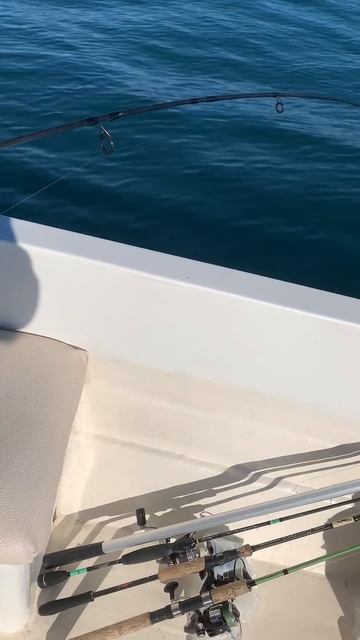 Ставрида и мальчик. Рыбалка в Сочи. #рыболовныйгид #fishin