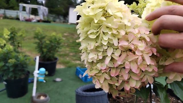 гортензия форево энд эво вайт пинк смотреть онлайн