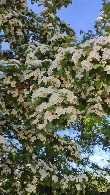 Краснодарский край. 30 апреля. Цветет боярышник, но пче? смотреть онлайн