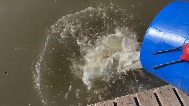 Запускаем форель в Симбухово каждый день!