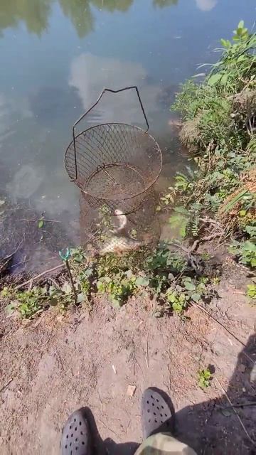 Рыбалка в Ростовской области. Река Аксай. смотреть онлайн