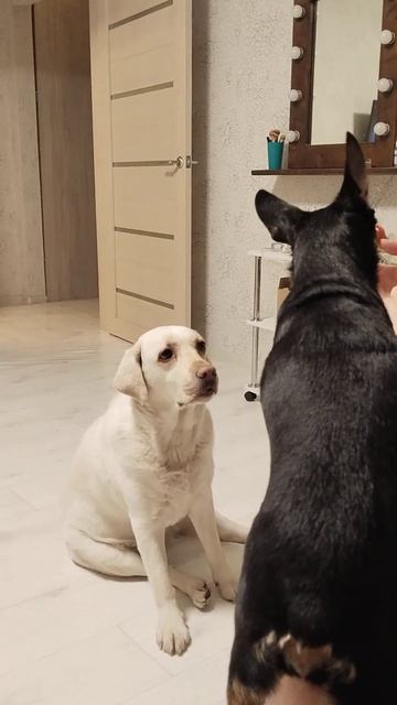 Без них невозможно, что-нибудь есть 🫣 #собакадругчело смотреть онлайн