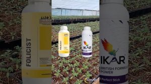 Применение Икар Револта и Фолициста на рассаде томата