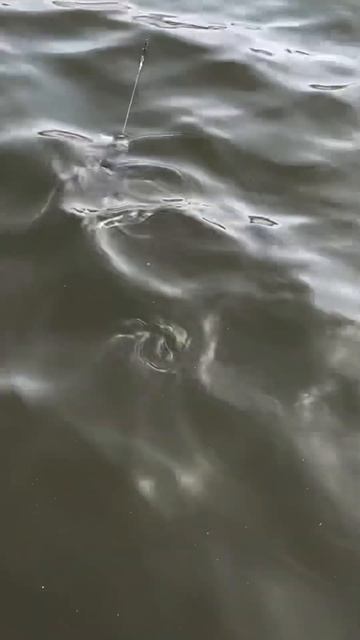 Карасевичи уже во всю берутся на макуху🐟 #fishing #love #shortv смотреть онлайн