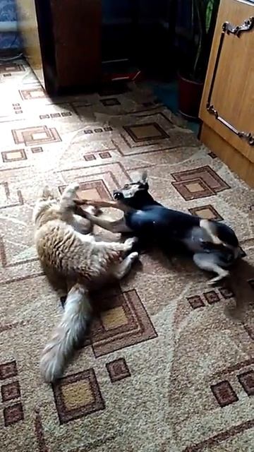 Игра Лерки и Масянин ( Той терьер и котенок) смотреть онлайн