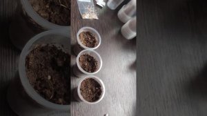 Сеем томаты сразу в стакан, один из способов посева се?