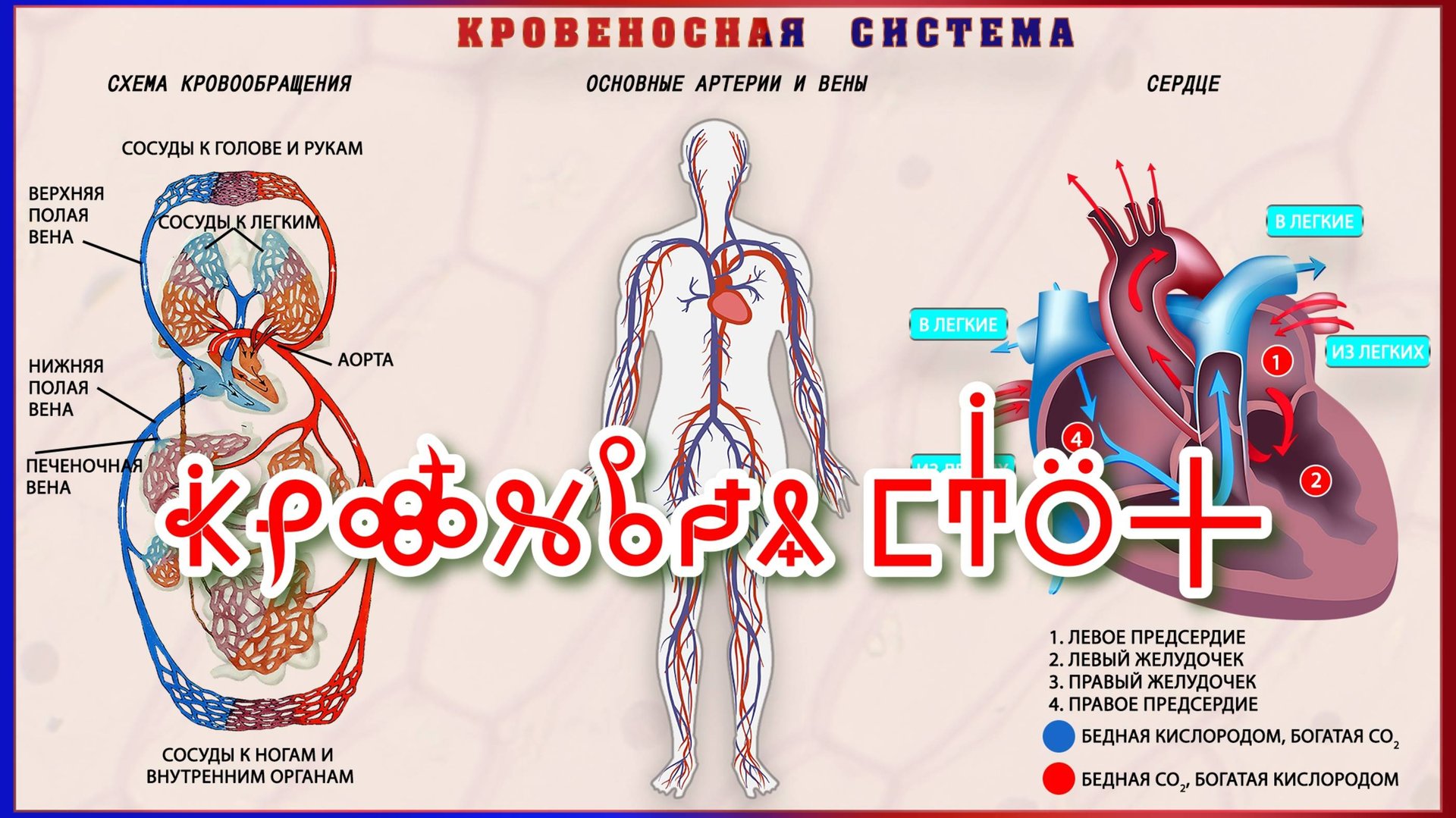 Фильм 14. КровеНосная Система. ВсеЯСветная Грамота смотреть онлайн