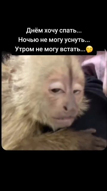 Днём хочу спать, Ночью не могу уснуть , Утром не могу встать смотреть онлайн
