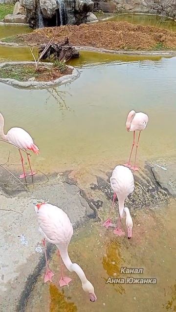 Фламинго в Южном парке птиц Малинки. смотреть онлайн