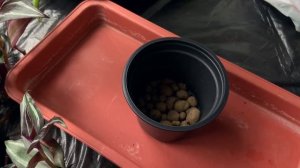 КАЛЛУ Эфиопскую вырастить ЛЕГКО