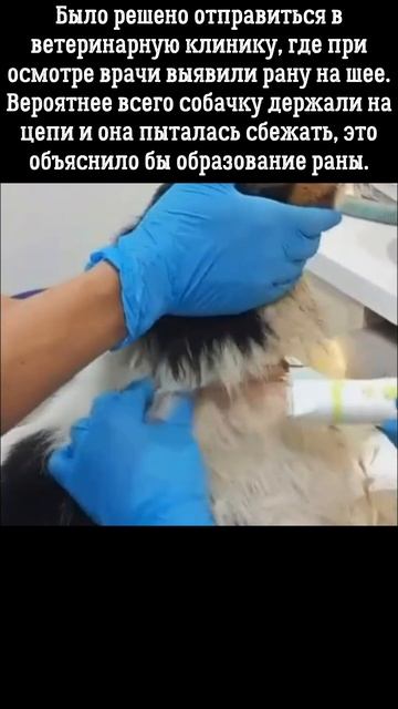 Песик просто хотел быть любимым, но с ним плохо обошли? смотреть онлайн