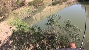 Рыбалка на усача. наконец-то я дождался усача, размер р