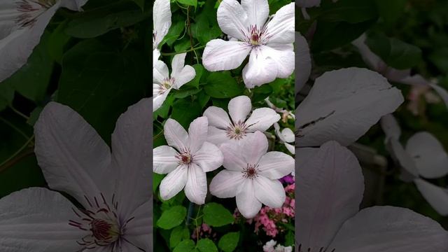 Клематис Иоанн Павел II (Jan Pawel II)#клематисы #дача #сад