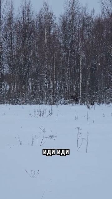 ЛОСИ НАБЛЮДАЮТ ИЗ ЛЕСА #охота #рыбалка #fishing #hunter #волк #?