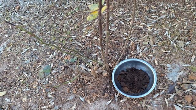 Люблю пить кофе 👍 а вот жмых - Под Розы - Отличная ОГРА? смотреть онлайн