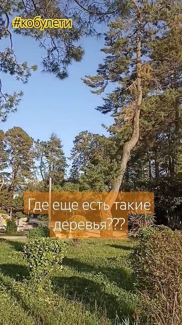 Эти деревья влюбляют в себя навсегда🌲 #грузия #море #к смотреть онлайн