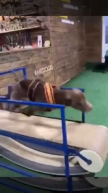 Беговая дорожка для собак смотреть онлайн