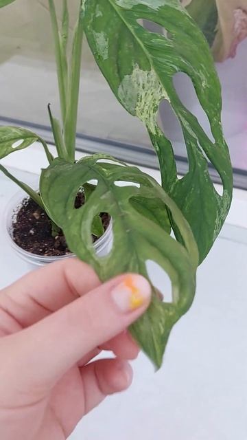 Монстера адансона индо минт смотреть онлайн