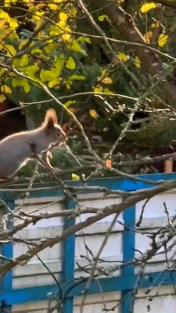 #белка 👀#утродома #природа #villagevlog #animals #nature #caza #домашн смотреть онлайн