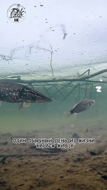 Догнал ли карась щуку?🤣 Один день карася живца😁 #рыб? смотреть онлайн