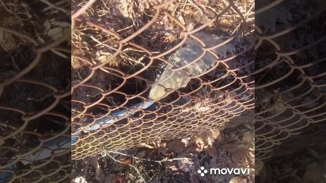 Беларусь Витебская обл д Судники,колодец из 11 колец,гр смотреть онлайн
