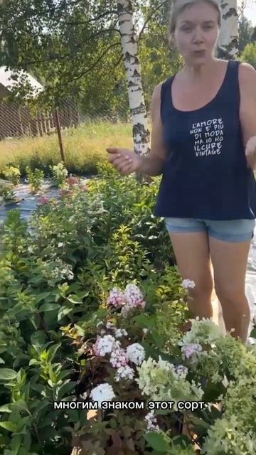 ЛУЧШИЕ СОРТА ГОРТЕНЗИИ #SHORTS