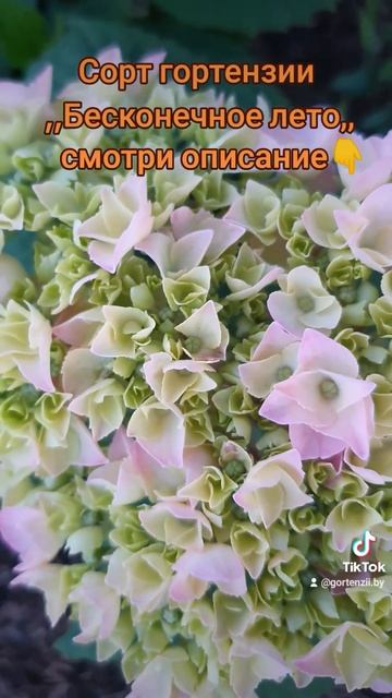 Описание сорта смотрите в моем Инстаграм Gortenzii.by