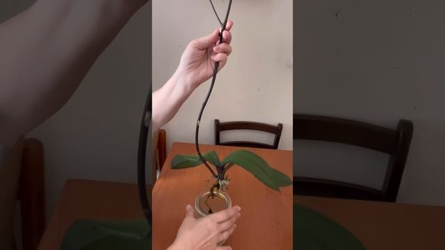 Обрезка цветоноса у орхидеи смотреть онлайн