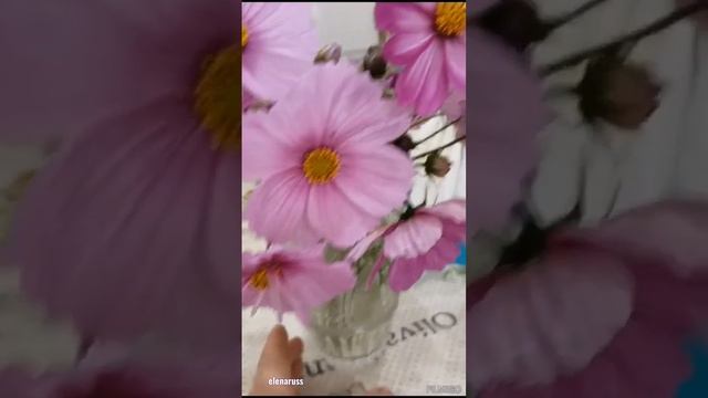 710. Полевые цветы, как простые мечты! смотреть онлайн