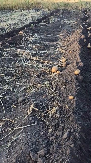 Копаем картофель.Бульба.Картошка.Огород.Копаем карто? смотреть онлайн