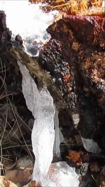 #ShortsТо плачут берёзы... смотреть онлайн