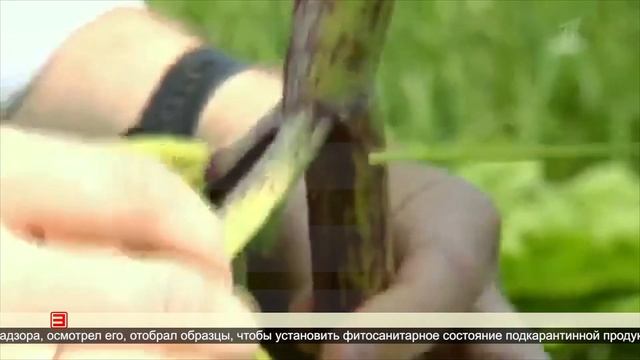 Опасный борщевик Сосновского обнаружили в Усть-Илимс?