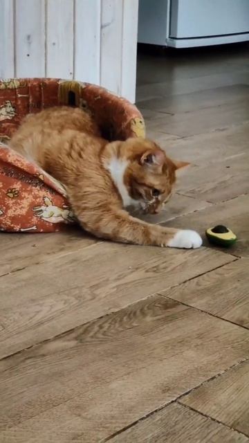 Рыжик и кошачья мята) #youtubeshorts #shots #shortvideo #коты #смешные? смотреть онлайн