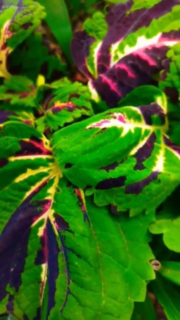 колеусы Сатурн и Конг мозаик смотреть онлайн