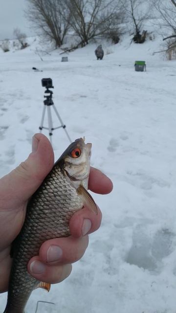 Рыбалка на мормышку в марте 🎣🐟🌊🏞️🌲☃️❄️❄️❄️? смотреть онлайн