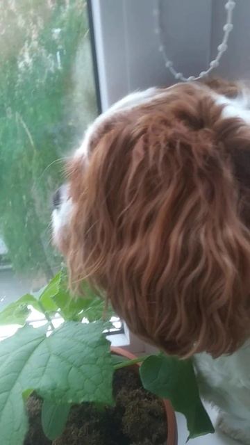 Это Я, у меня тоже есть друзья! смотреть онлайн