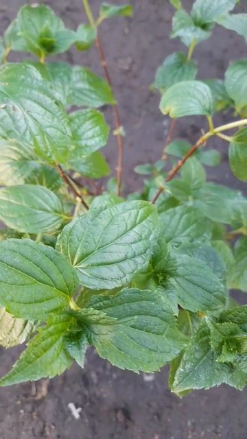 Пинк Леди смотреть онлайн