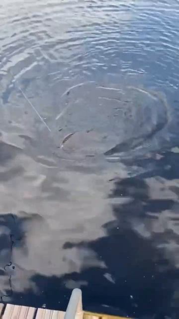 Вываживание некрупной щуки💥 #fishing #рыбалканаспиннинг смотреть онлайн