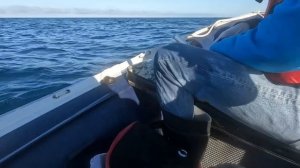 Поймали акулу мако и голубого тунца на Сахалине