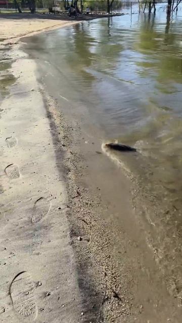 ПОЙМАЛИ САЗАНА И ОТПУСТИЛИ!Рыбалка в США.#fishing #рыбалка смотреть онлайн