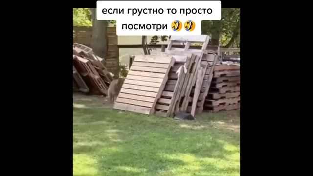 ТОП приколы до СЛЕЗ 2021 || январь #5 смотреть онлайн