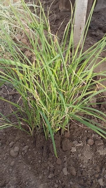 4. Мискантус "Гана"! Новинки на сезон 2025г. смотреть онлайн