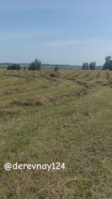 покос #т16#грабли #сено смотреть онлайн